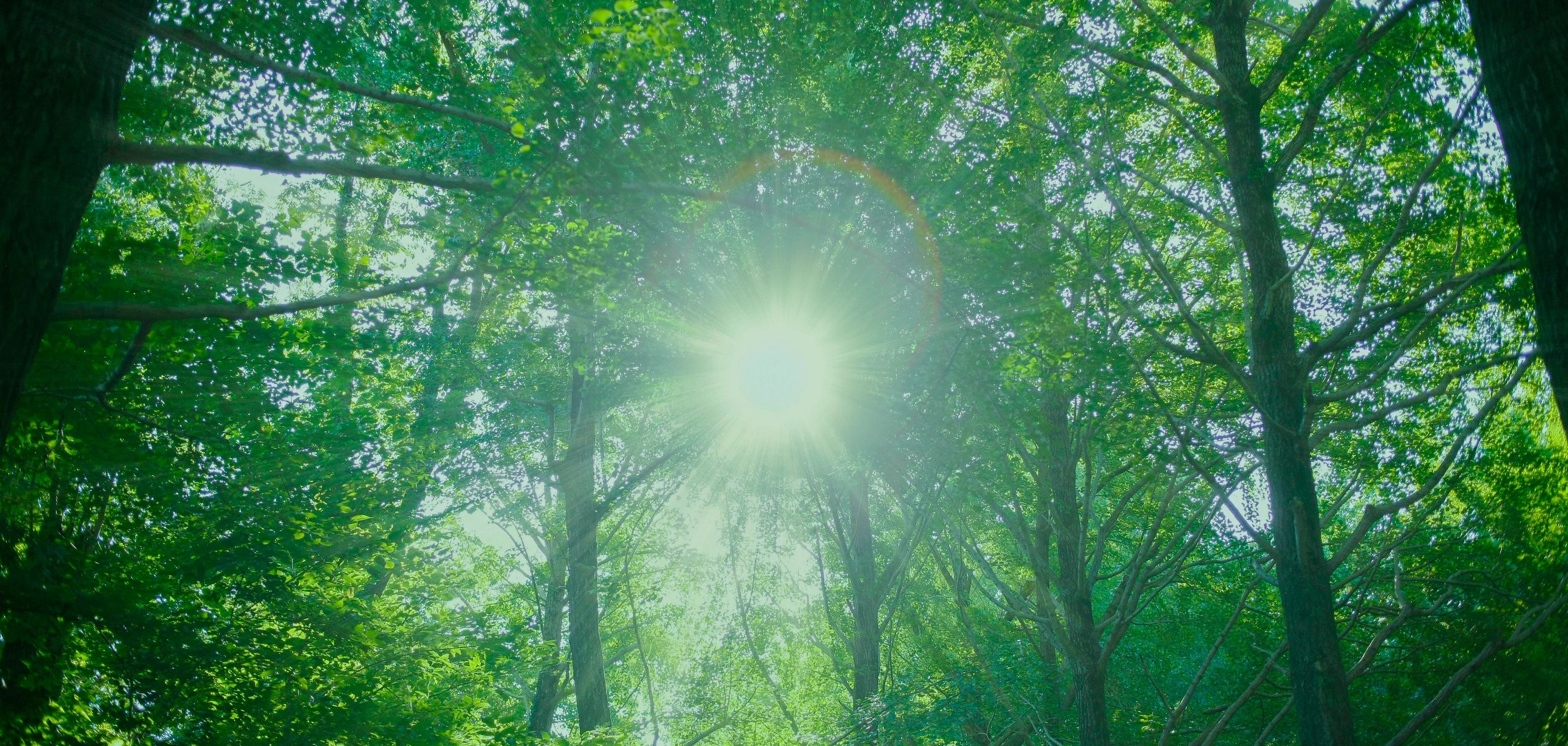 Sunlight streaming through a green forest, evoking calm and renewal