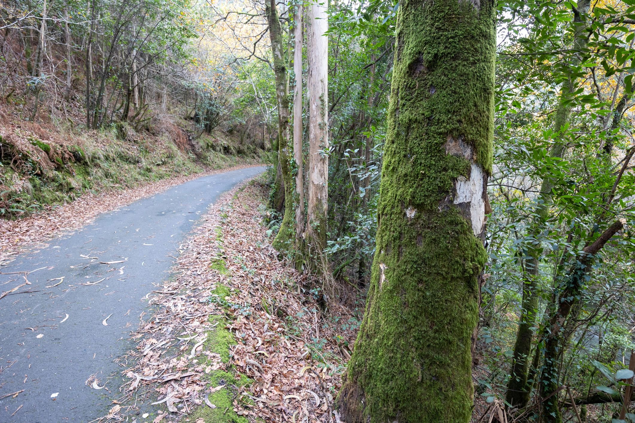 Sunlit forest road representing a grounded path to resilience