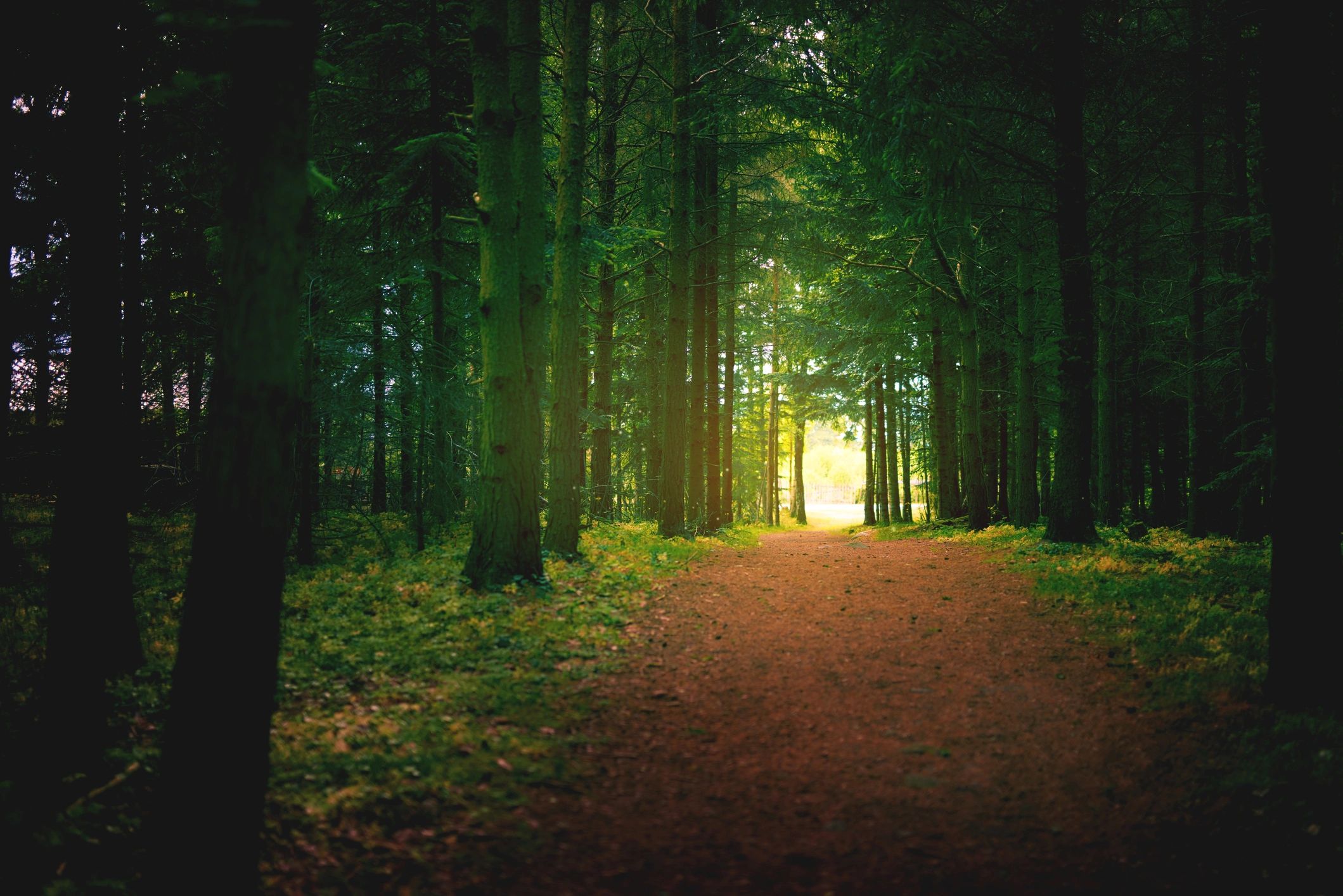 A peaceful forest path with soft light